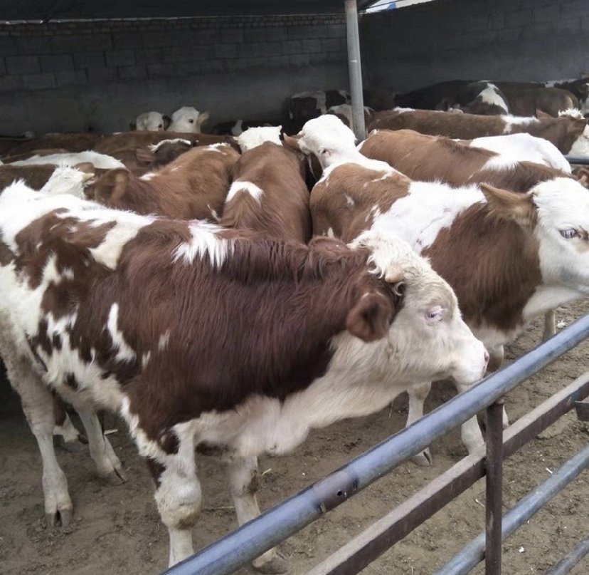 一位养殖户正在对一头站立的西门塔尔母牛进行体况评分