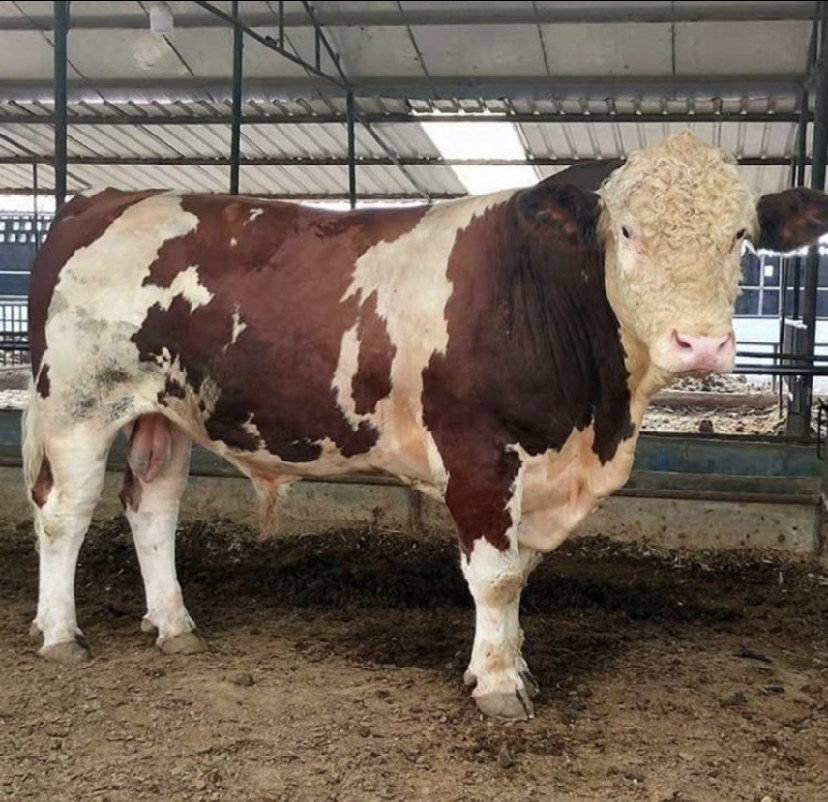 现代化牛肉加工车间内,工人正在对西门塔尔牛第四代屠宰后的胴体进行精细分割,操作台整洁,冷链设备齐全,不同部位牛肉分类摆放并贴标,部分已装入真空袋准备进入冷库,体现高标准食品安全管理流程 西门塔尔牛肉分割包装车间实景图