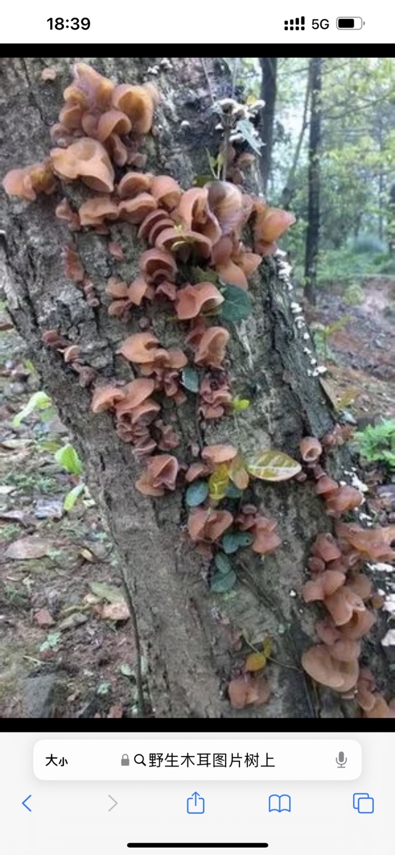 云南楚雄双柏哀牢山原始森林老家产地货源大量批发