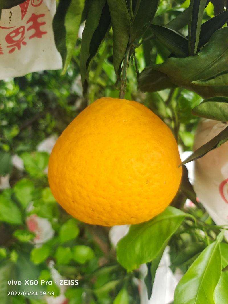 四川春见耙耙柑大量上市/新鲜现摘质量保证/量大从优