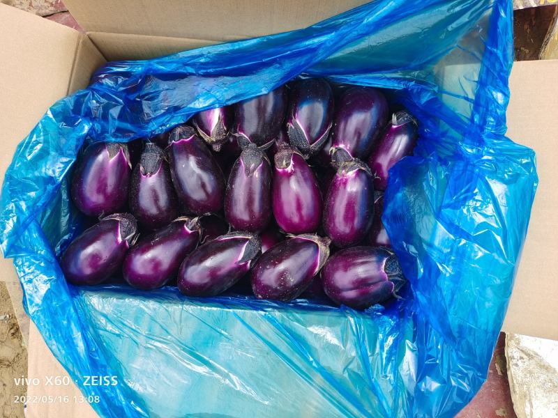 圆茄大量上市、质量保证、欢迎采购，支持各种包装1