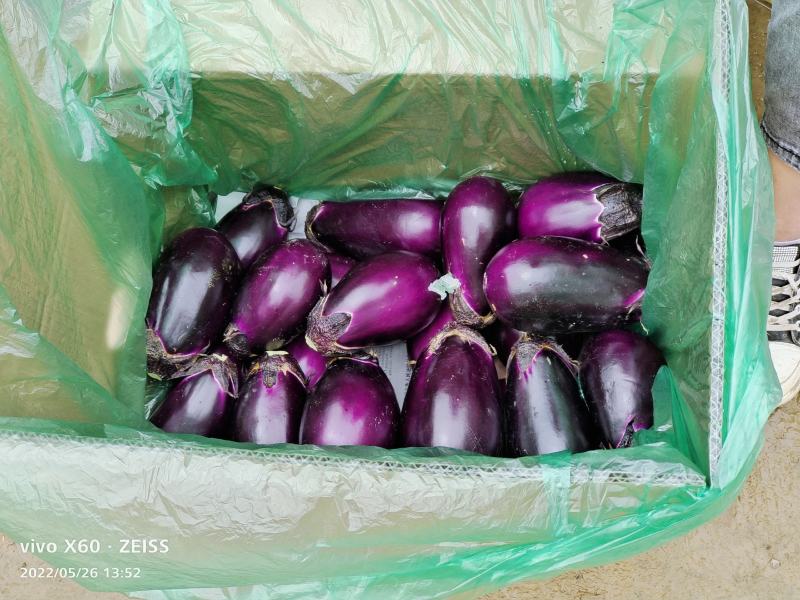圆茄大量上市、质量保证、欢迎采购，支持各种包装