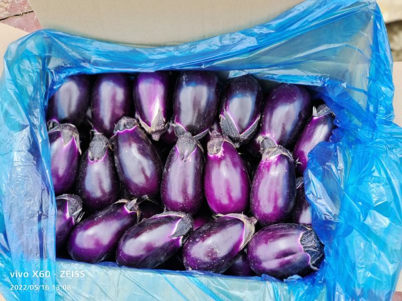 圆茄大量上市、质量保证、欢迎采购，支持各种包装