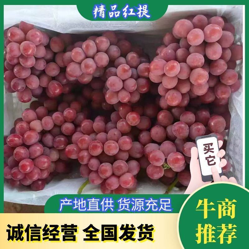 红提错季精品红提保质保量量大从优全国批发欢迎咨