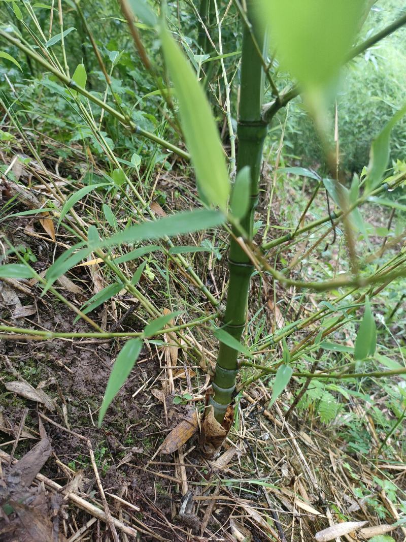 人面竹