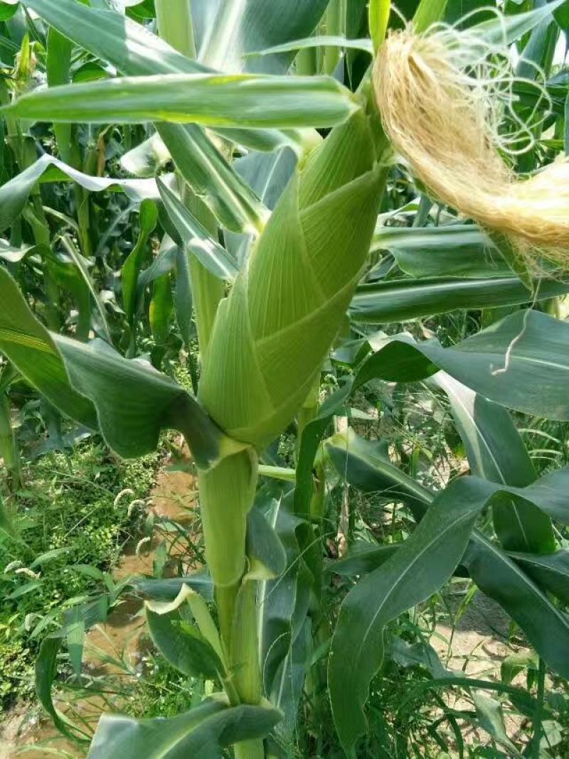 广西横县甜玉米水果玉米三彩糯米白糯米水果玉米