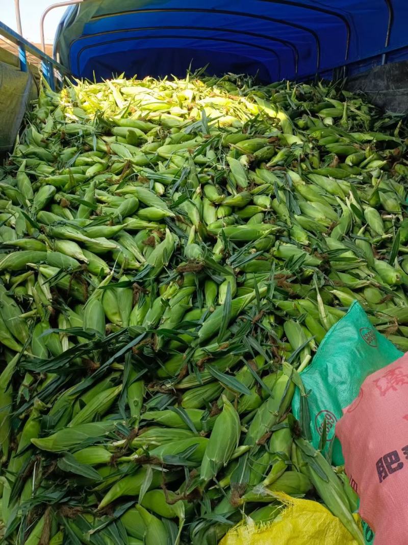 广西横县甜玉米水果玉米三彩糯米白糯米水果玉米
