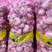 河南大蒜精品紫皮大蒜，河南紫皮蒜基地直供价格便宜