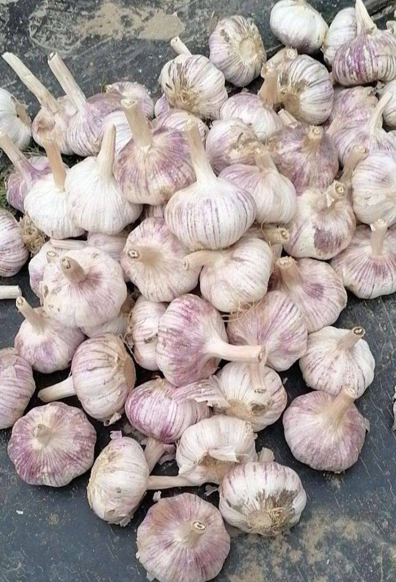 河南大蒜精品紫皮大蒜，河南紫皮蒜基地直供价格便宜