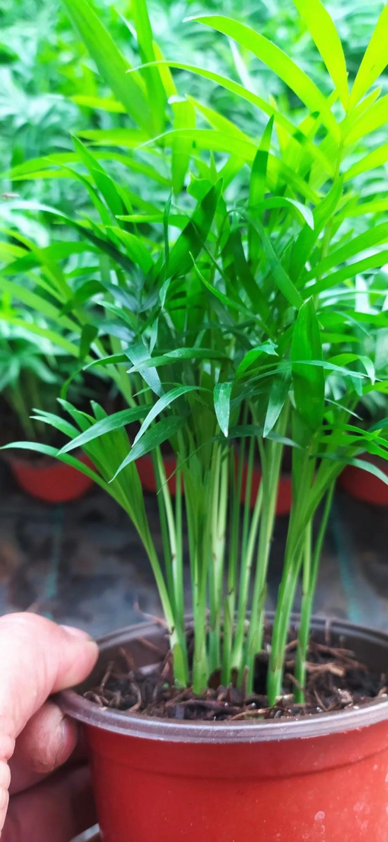 这几种花量大花好根细叶面好开花时间长