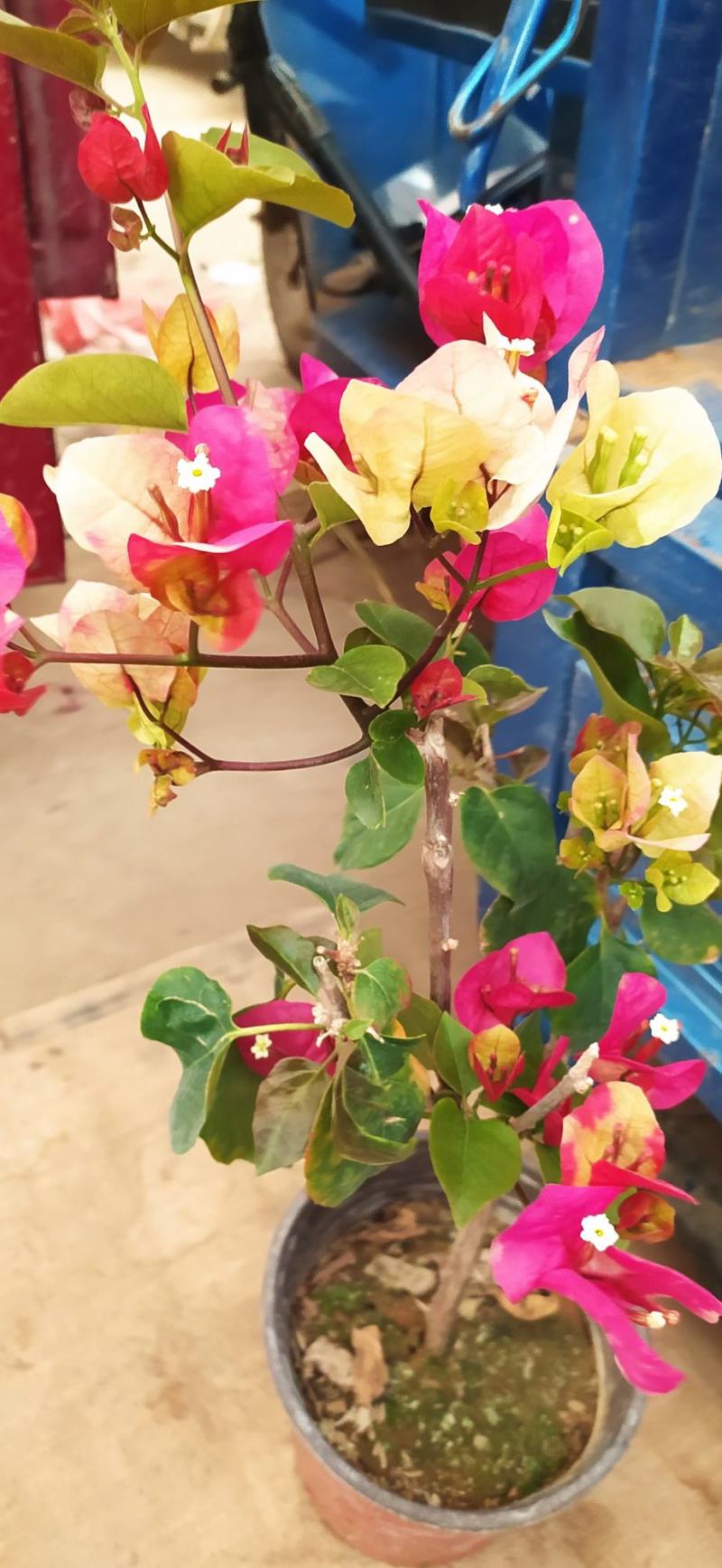 这几种花量大花好根细叶面好开花时间长