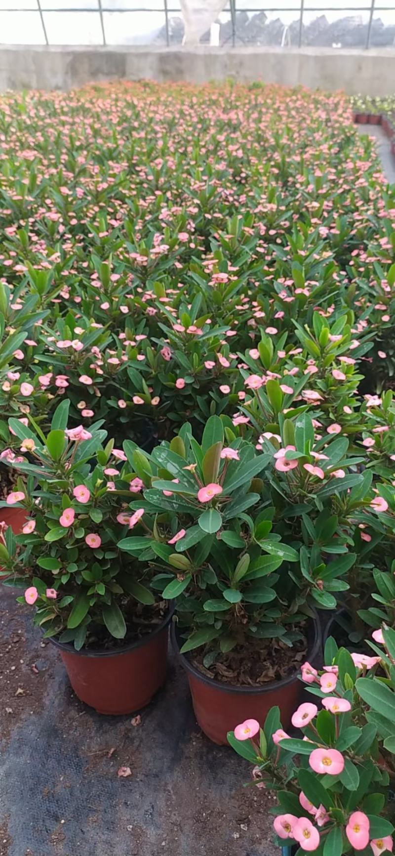 这几种花量大花好根细叶面好开花时间长