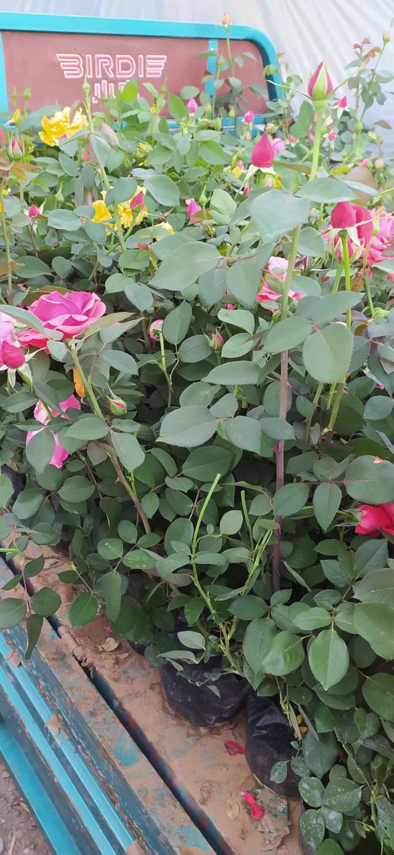这几种花量大花好根细叶面好开花时间长