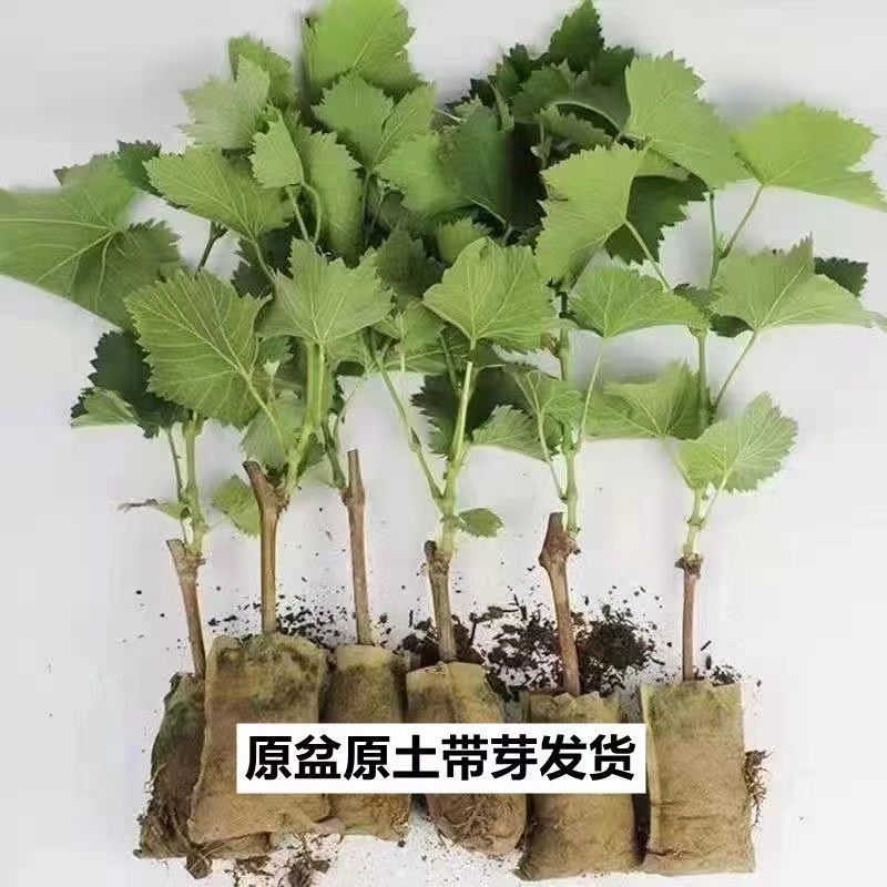 【葡萄苗】售出各种优质葡萄苗，杯苗品种齐全一手货源