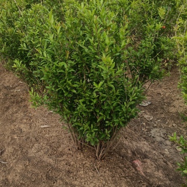 丛生花石榴1/2米价格冠幅饱满别墅小区绿化专用石榴树观花