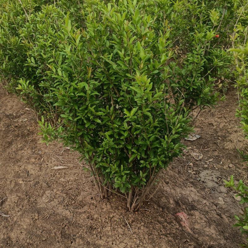丛生花石榴1/2米价格冠幅饱满别墅小区绿化专用石榴树观花