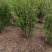 丛生花石榴1/2米价格冠幅饱满别墅小区绿化专用石榴树观花