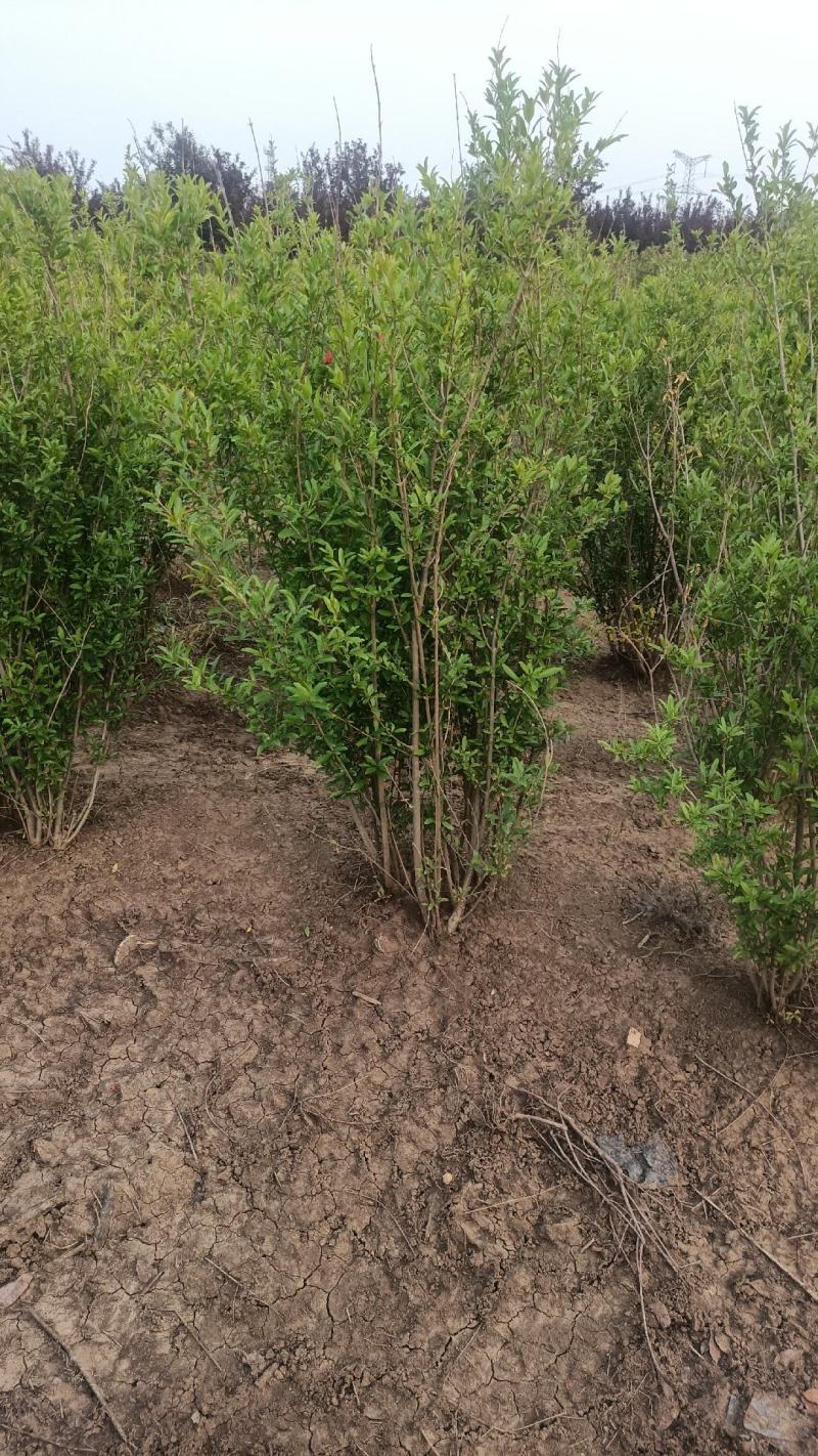 丛生花石榴1/2米价格冠幅饱满别墅小区绿化专用石榴树观花