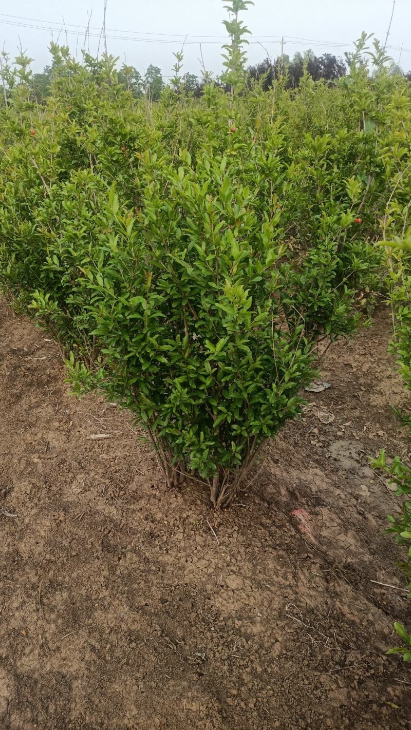 丛生花石榴1/2米价格冠幅饱满别墅小区绿化专用石榴树观花