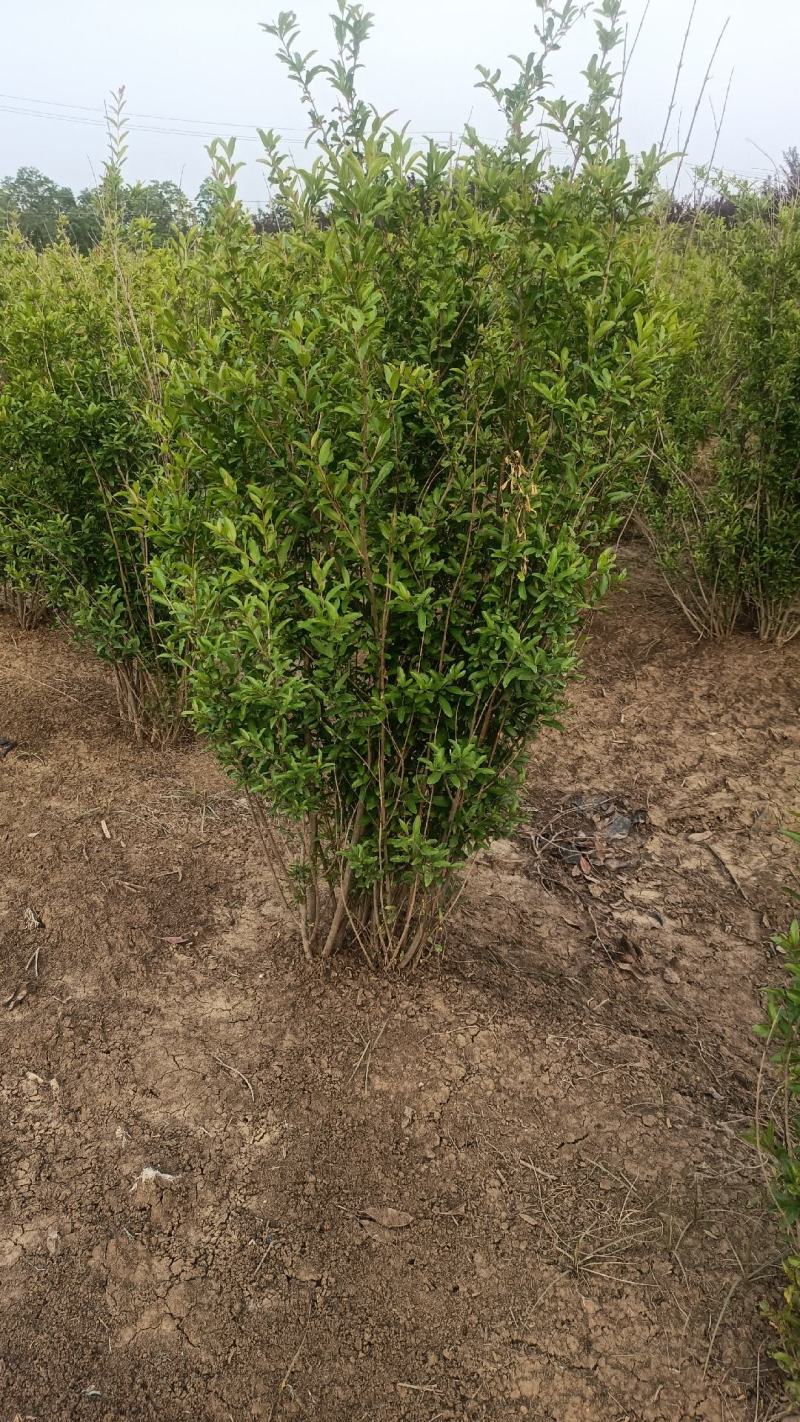 丛生花石榴1/2米价格冠幅饱满别墅小区绿化专用石榴树观花
