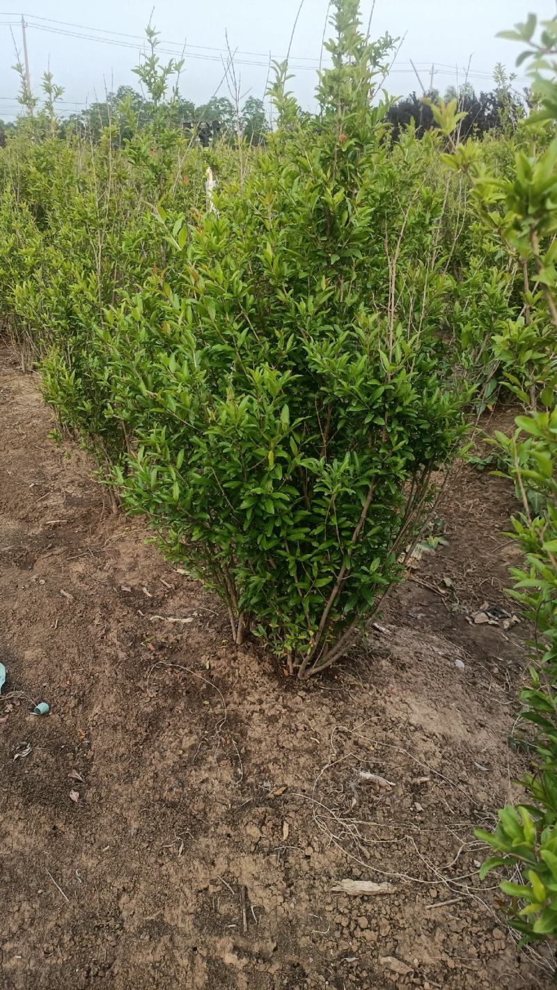 丛生花石榴1/2米价格冠幅饱满别墅小区绿化专用石榴树观花