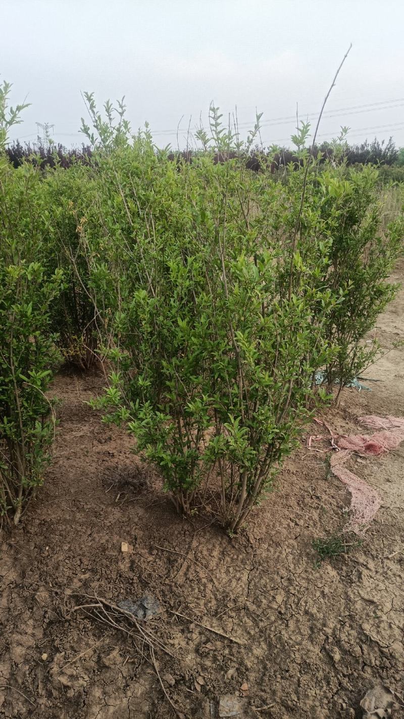丛生花石榴1/2米价格冠幅饱满别墅小区绿化专用石榴树观花