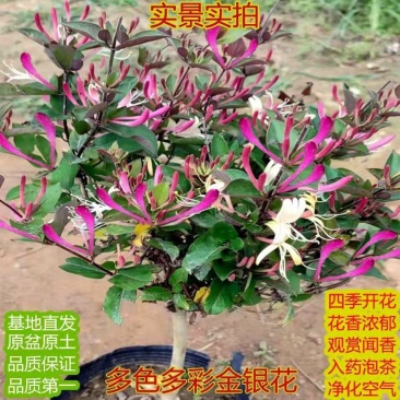 精品五彩金银花树苗，一棵多色，可观可泡茶一树多用途