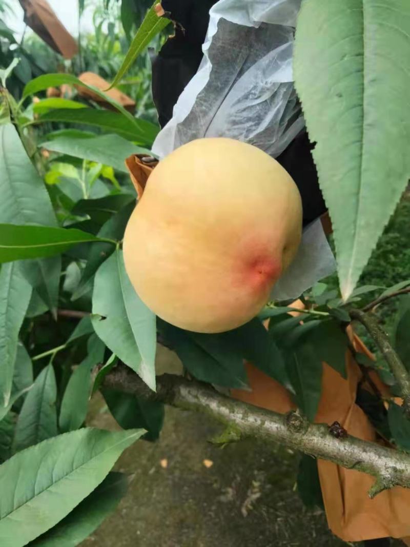 锦绣黄桃囗感脆甜入囗化渣正宗高山货欢迎下单联系！！！
