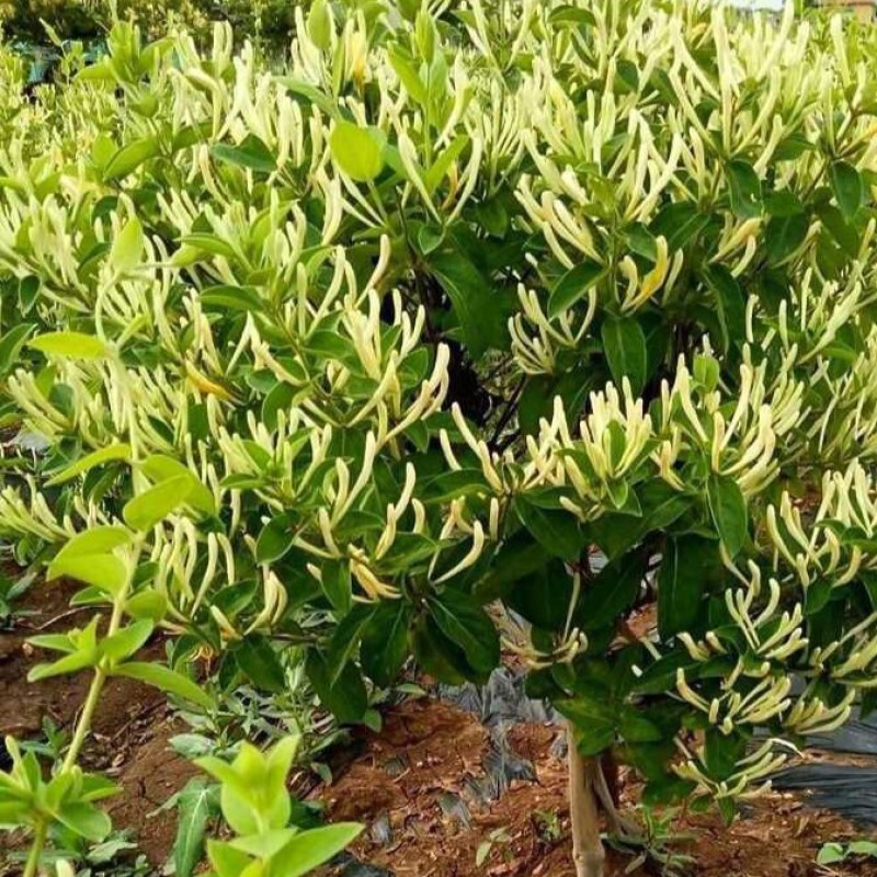 精品五彩金银花树苗，一棵多色，可观可泡茶一树多用途