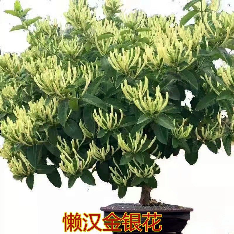 精品五彩金银花树苗，一棵多色，可观可泡茶一树多用途