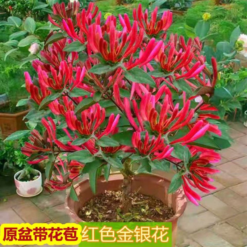 精品五彩金银花树苗，一棵多色，可观可泡茶一树多用途