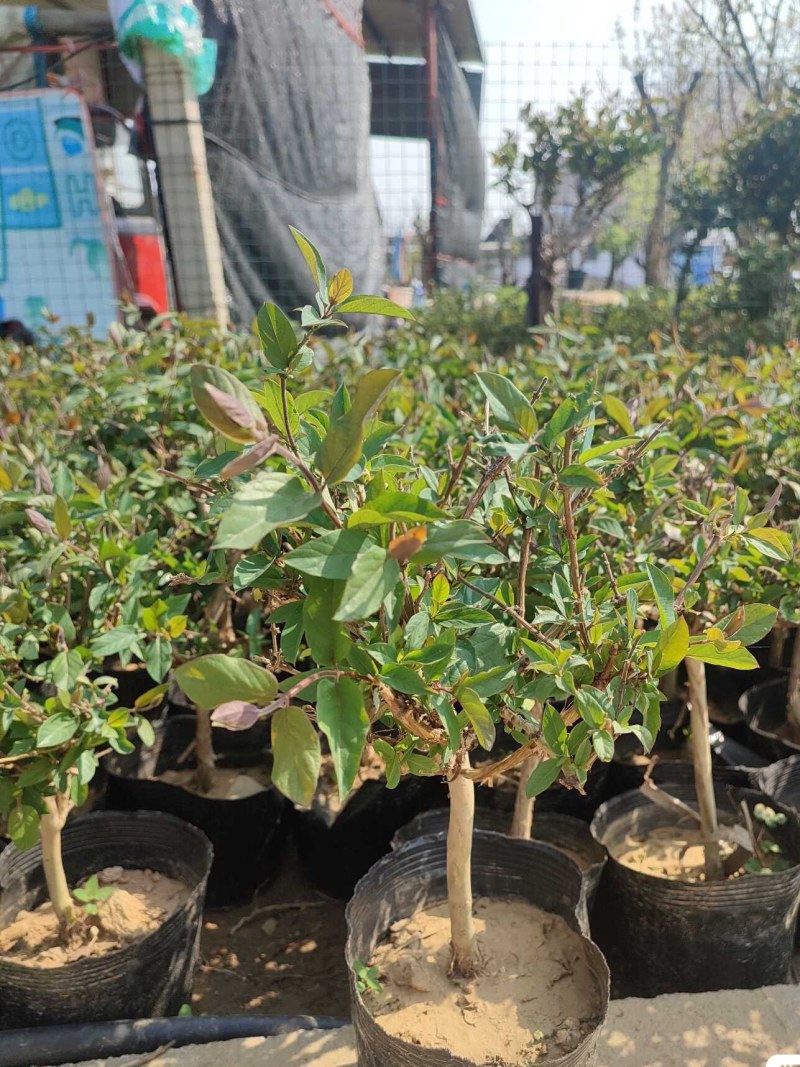 精品五彩金银花树苗，一棵多色，可观可泡茶一树多用途