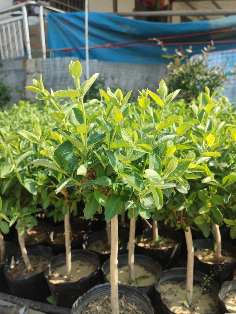 精品五彩金银花树苗，一棵多色，可观可泡茶一树多用途
