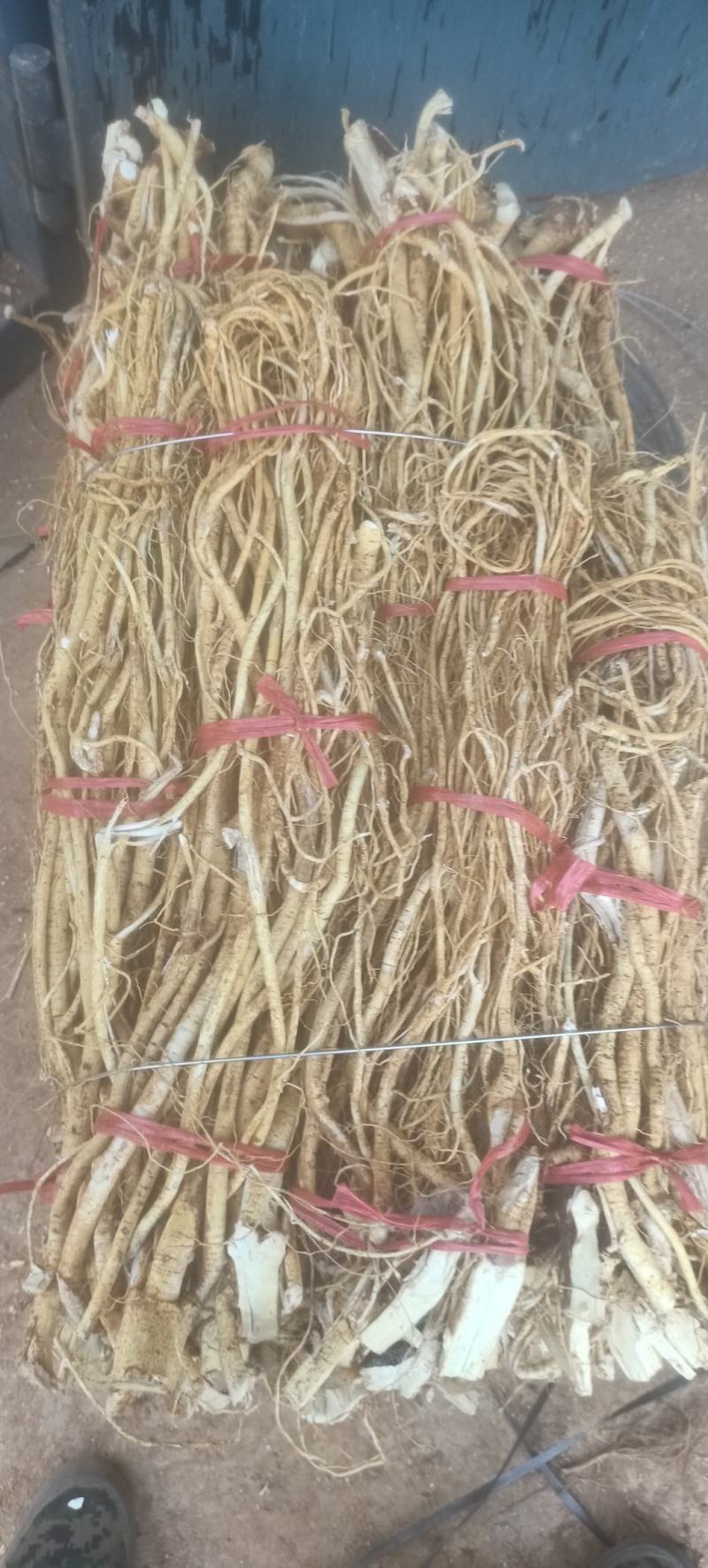 五指毛桃（五爪金龙）种植，野生都有货，鲜货，干货