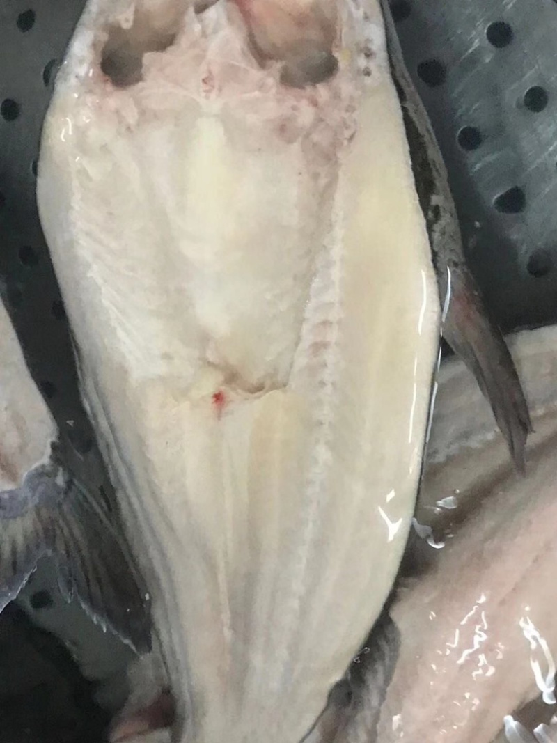 巴沙鱼开背鱼，烤鱼专用，肉质鲜美细腻，无鱼刺