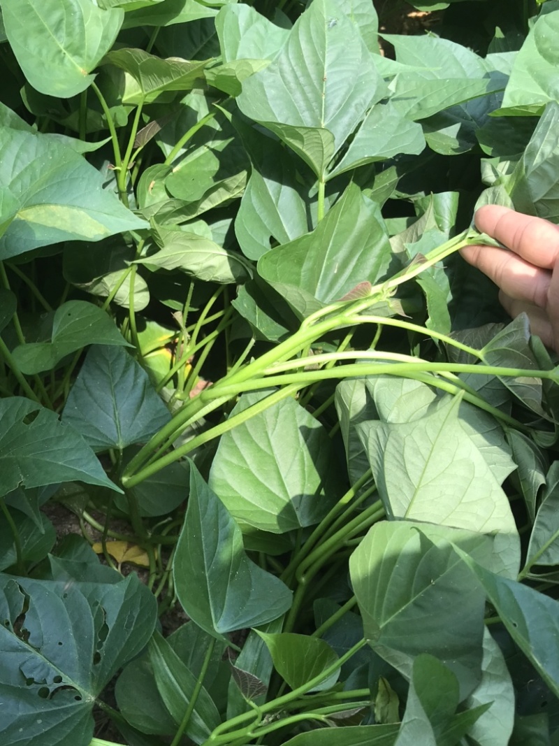 西瓜红红薯苗