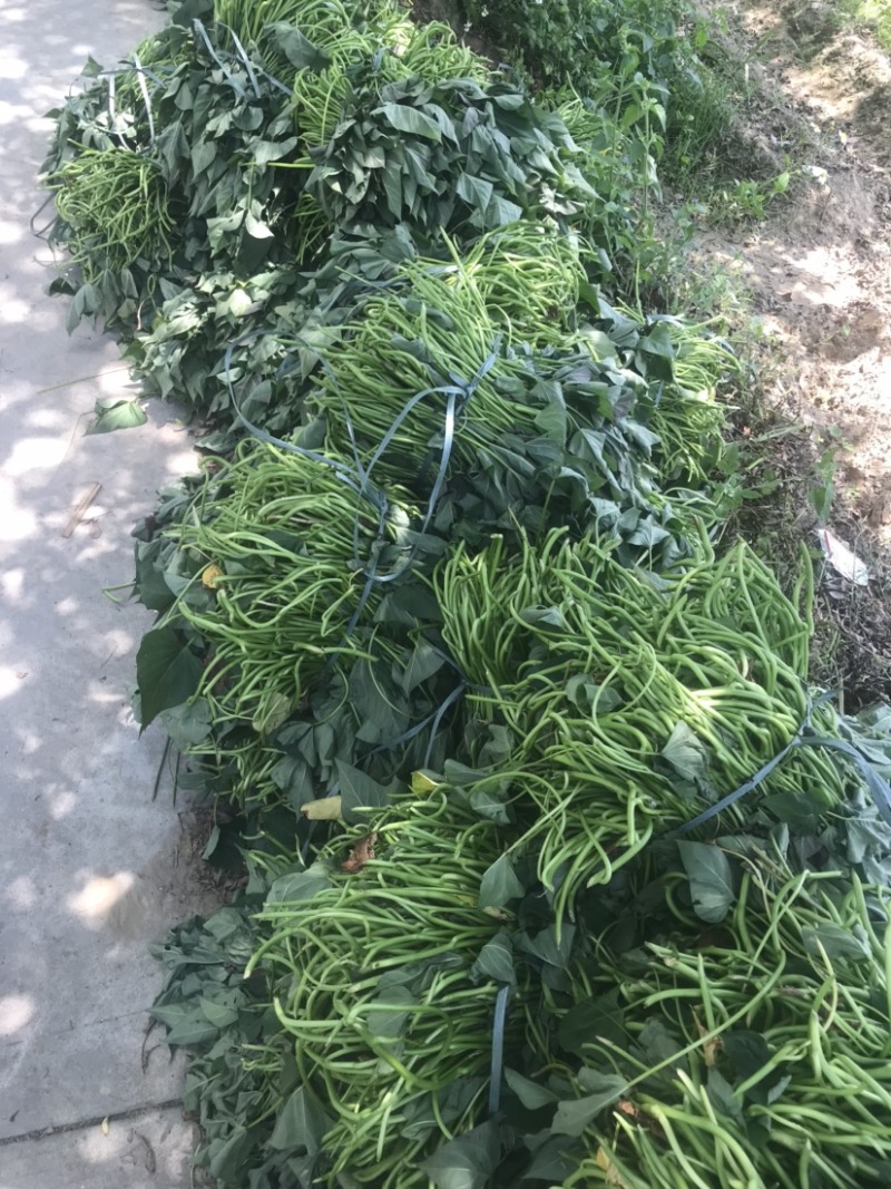 西瓜红红薯苗