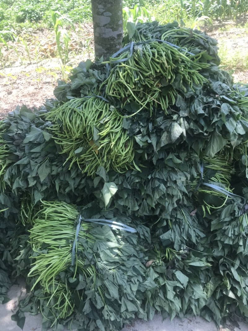 西瓜红红薯苗