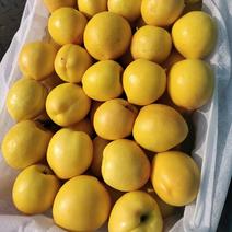 桃精品黄油桃9602