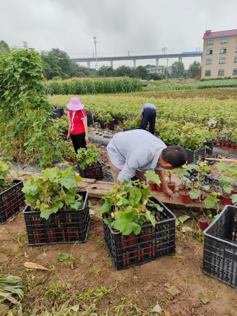 阳光玫瑰葡萄苗盆栽。夏黑。so04.5bb栽木嫁接果大
