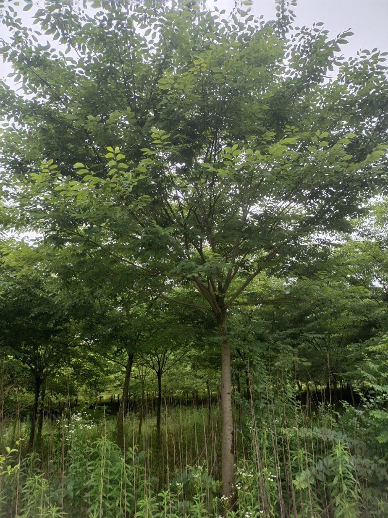 10公分榉树，基地直供，树型精品，常年大量供应