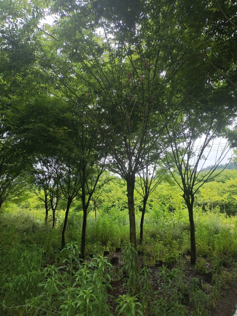 10公分榉树，基地直供，树型精品，常年大量供应