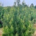 批发3米白皮松，3米定值白皮松，二次移栽断根白皮松