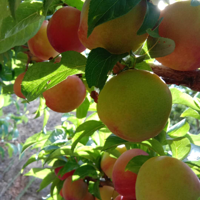 早富贵李子，基地直供，万亩基地，可视频看货，货源充足