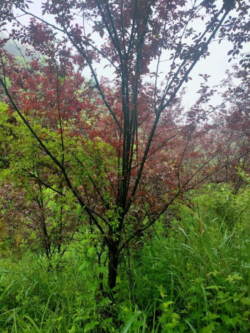 12公分精品紫叶李，基地直供，精品树型，常年大量供应
