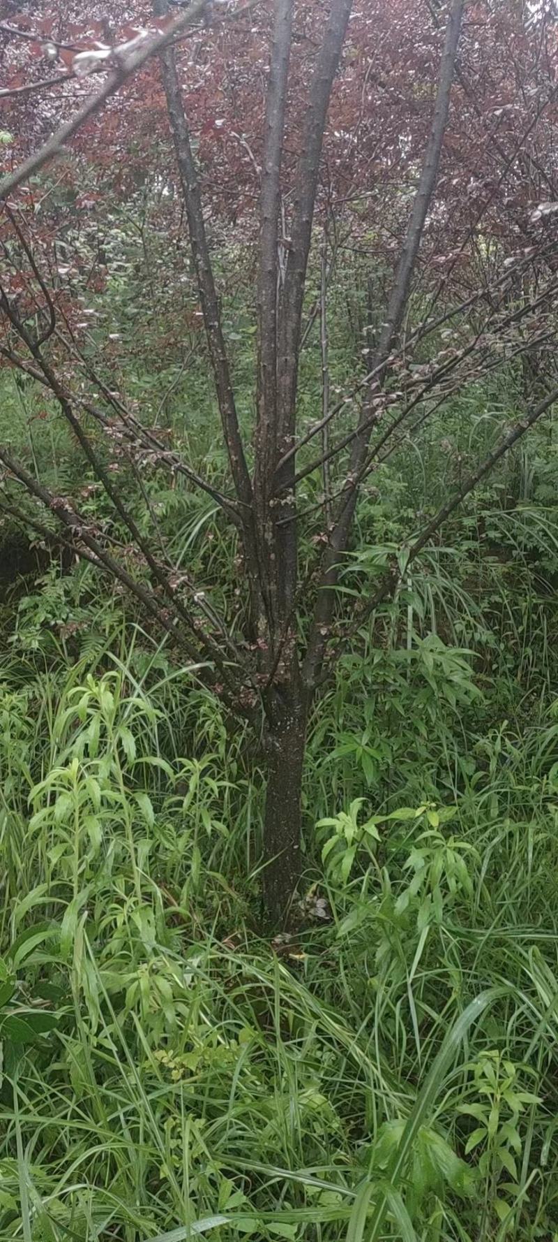 12公分精品紫叶李，基地直供，精品树型，常年大量供应