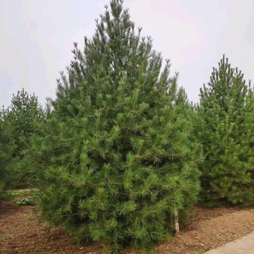 4米白皮松，4米5白皮松免费提供种植技术，成活率高