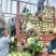 优质黄心白菜，无烧心，无虫眼已大量上市。需要的老板联系。