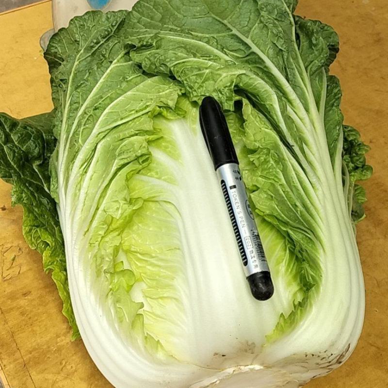优质黄心白菜，无烧心，无虫眼已大量上市。需要的老板联系。