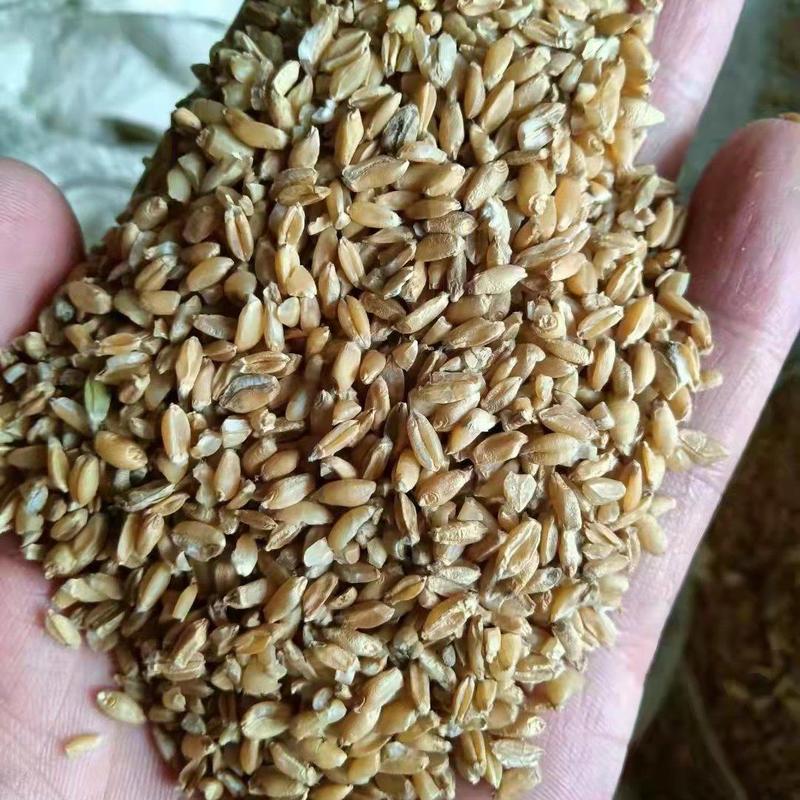 碎小麦，小麦，无土，无沙，无霉变，养殖饲料麦，养殖好饲料